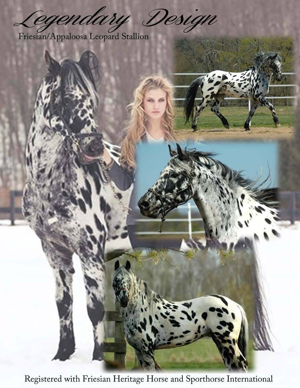 Legendary Design - Friesian x Appaloosa Leopard Stallion